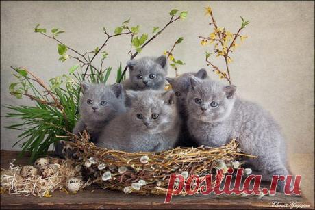 Приложение &quot;Открытки&quot;
Елена Кропылёва (Сидорина)