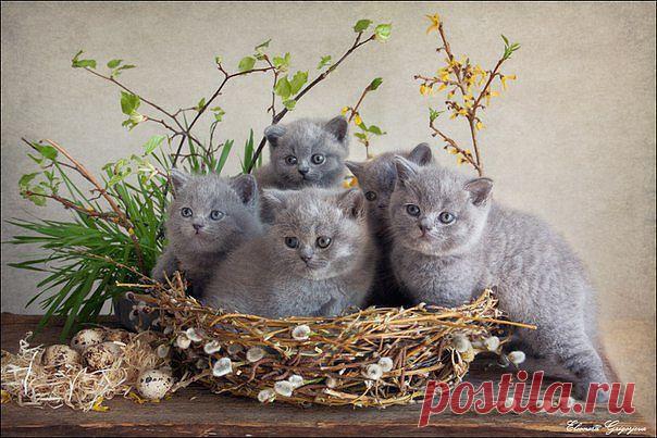 Приложение "Открытки"
Елена Кропылёва (Сидорина)