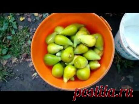 В данном видео рассказываю о своих выводах относительно прищипывания побегов инжира, избыточного полива или недолива, в яме или без лучше выращивать инжир в ...