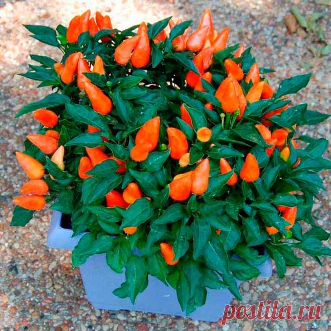 Комнатное растение Капсикум (Capsicum). Капсикум (мексиканский перец) привлекает внимание необычными плодами красного, желтого и фиолетового цвета. Ради них растение и держат в домашних условиях. Чаще всего его выбрасывают, когда плоды отваливаются. Однако если обеспечить капсикуму прохладную зимовку, растение можно выращивать как многолетник. Цветение происходит летом, белыми или фиолетовыми цветками диаметром до 3 см.