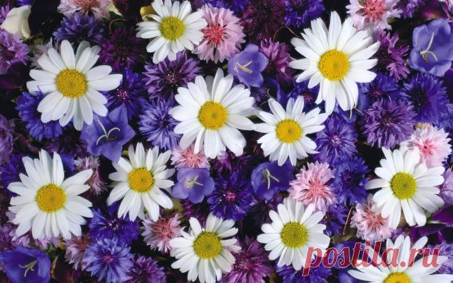 обои на рабочий стол 1920х1080 hd цветы: 31 тыс изображений найдено в Яндекс.Картинках