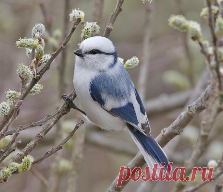 Программа птицы Москвы и Подмосковья | Князёк