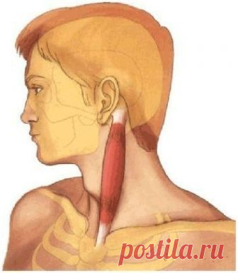 ПЛОХОЙ ОВАЛ ЛИЦА - НАЙДЕН ВИНОВНИК! 

Проблемы с нижней частью лица – вторым подбородком, уплывающим овалом знакомы очень многим не понаслышке. 
Каждая из нас противостоит этой напасти по-своему – кто-то делает гимнастику, кто-то супер-маски, кто-то подтяжки… 
Часто обычные способы результата не приносят, или он не достаточен. 

И зачастую в этом виновата всего одна мышца с длинным странным названием – грудинно-ключично-сосцевидная. 

Вы сразу найдете ее, если повернете го...