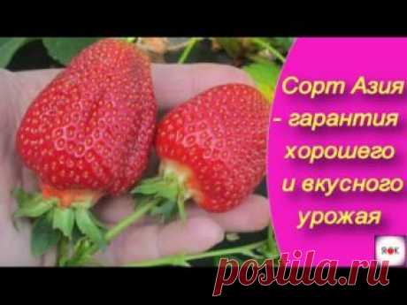 Сорт клубники Азия - гарантия хорошего и вкусного урожая