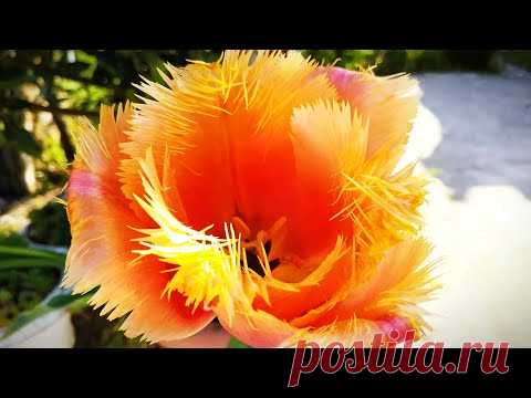 #Хорватия Дикие животные, дома без хозяев Деревня в Хорватии