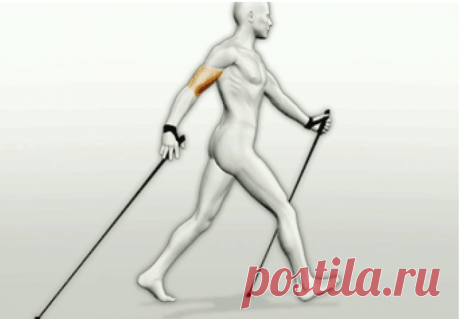 Нордическая ходьба поможет сжигать 700 калорий за час - Estet-Portal