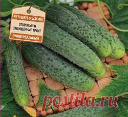 Огурец Изумрудная россыпь F1 семена - низкая цена, описание, отзывы, продажа