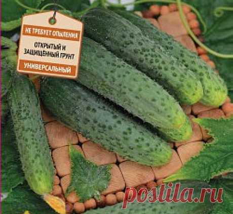 Огурец Изумрудная россыпь F1 семена - низкая цена, описание, отзывы, продажа";}