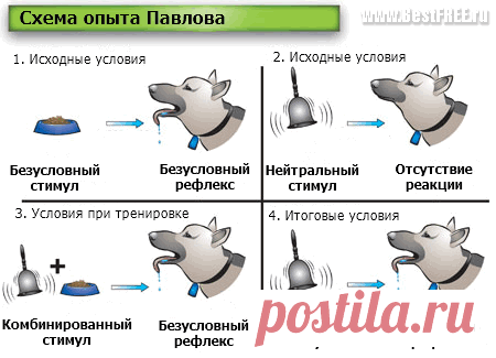 Нейросети: что это такое и как работает. Инструкция: Создание нейронной сети без навыков программирования