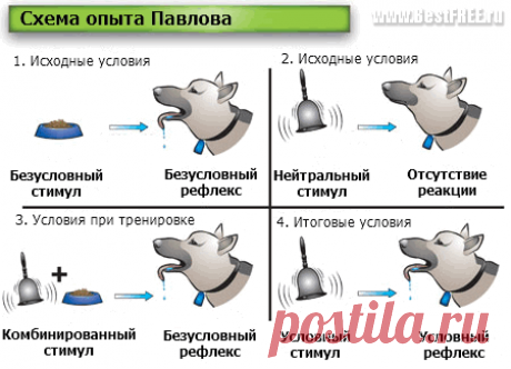 Нейросети: что это такое и как работает. Инструкция: Создание нейронной сети без навыков программирования