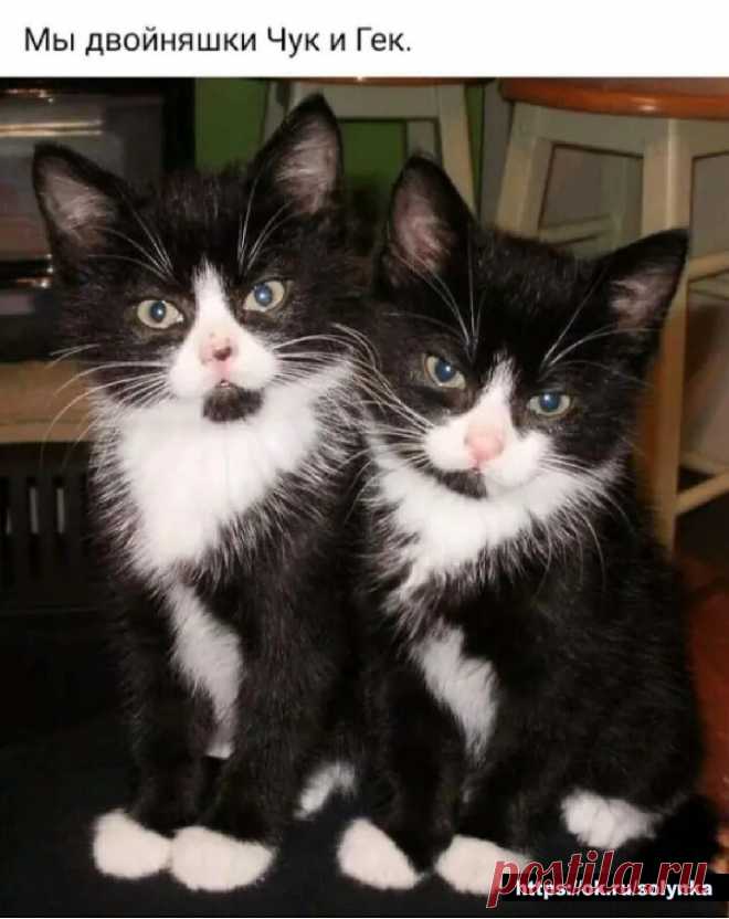 коты животные