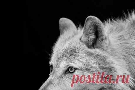 Фотограф Трой Мот, очарованный дикой природой