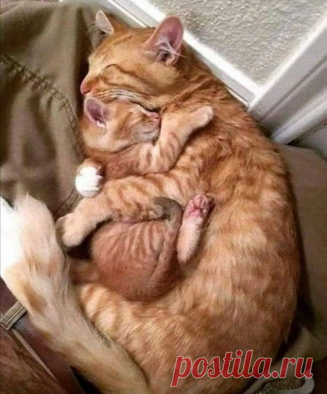Милота