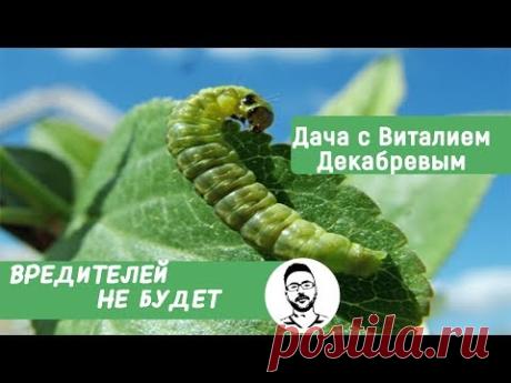 ЭТА СМЕСЬ ОТПУГНЕТ ВРЕДИТЕЛЕЙ И ПОДКОРМИТ РАСТЕНИЯ!