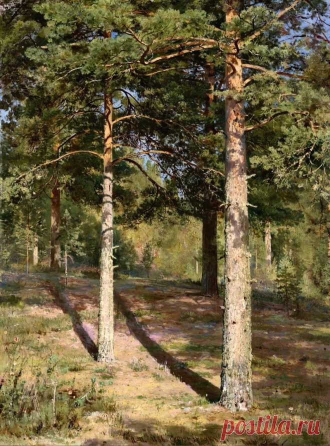Шишкин Иван Иванович (1832 - 1898)
«Сосны, освещенные солнцем», (1886) Этюд