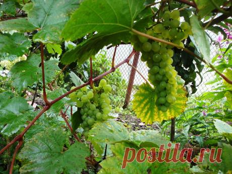 Виноградная лоза