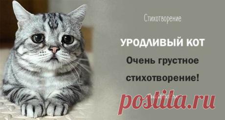 Стихотворение «Уродливый кот». Просто до слез!