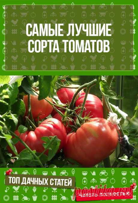 Не дурно,обязательно приму к сведению - Самые лучшие сорта томатов