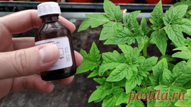 Вношу под любую рассаду! Толстеет на глазах! Даже дохлая оживает, прет во всю и не болеет!