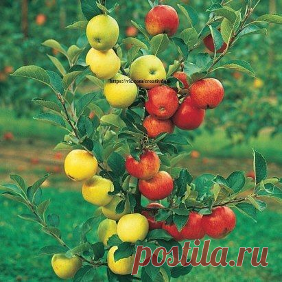 Прививка на яблуні