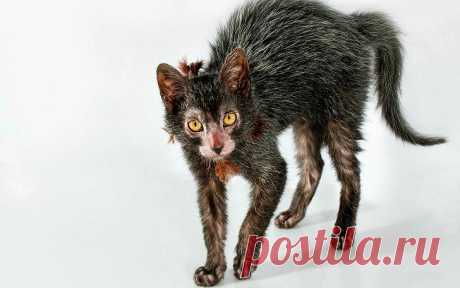 Коты-оборотни / Питомцы