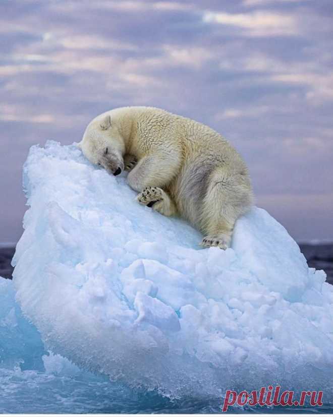 Пин на доске Polar bears