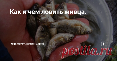Как и чем ловить живца.