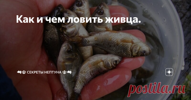 Как и чем ловить живца.