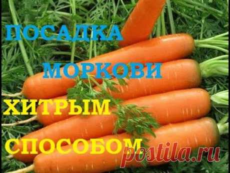 Посадка моркови хитрым способом! Ждем всходы через несколько дней!