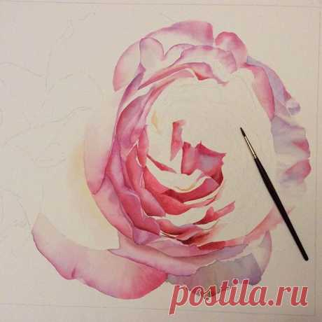 Eden Rose in progress 🌹 #edenrose #roses #rose #garden #watercolour #watercolor #pink #art #aquarelle #realism #realisticart #workinprogress