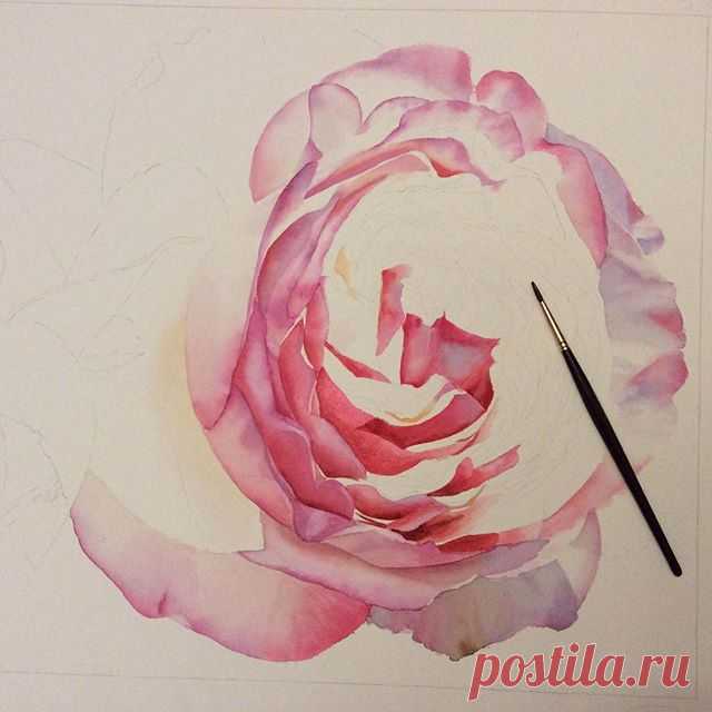 Eden Rose in progress 🌹 #edenrose #roses #rose #garden #watercolour #watercolor #pink #art #aquarelle #realism #realisticart #workinprogress