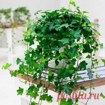 Комнатное растение Хедера (латинское Hedera). Род включает около 15 видов вечнозеленых лиан, встречающихся в субтропических лесах Европы, Азии и Африки. Все виды имеют присасывающиеся корни, поэтому при выращивании в домашних условиях эти растения не нуждаются в подвязке. Размножение возможно стеблевыми черенками. Цветение в домашних условиях происходит крайне редко.