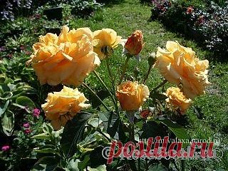 Романтичная пара :: Энциклопедия роз