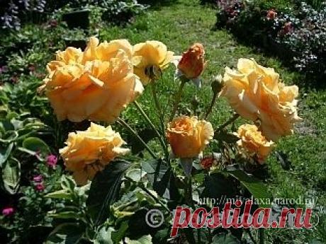 Романтичная пара :: Энциклопедия роз