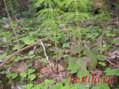 Как определить кислотность почвы?