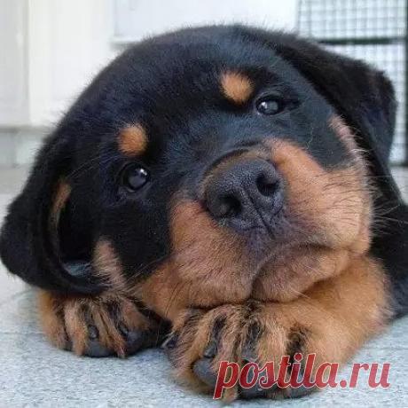 Одноклассники