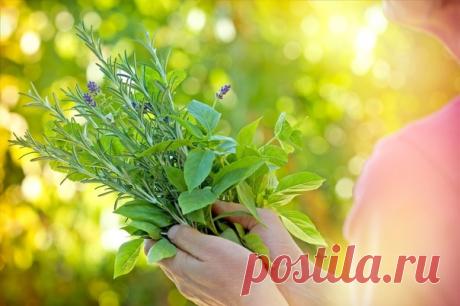 К травам существуют противопоказания

СОХРАНИТЕ ЭТОТ СПИСОК У СЕБЯ НА СТРАНИЧКЕ, ЧТОБЫ ВАШИ ДРУЗЬЯ ТОЖЕ МОГЛИ ОБ ЭТОМ УЗНАТЬ!!!

Я много лет собирал сведения по противопоказаниям к травам. Составил такой список:

Аир болотный – язва, вегетососудистая дистония, беременность, почечная недостаточность, гастрит с повышенной кислотностью.
Арника горная – беременность, проблемы с желудком.
Арония (черноплодная рябина) – язва, тромобофлебит, запоры.
Астрагал шерстистоцветковый - ...