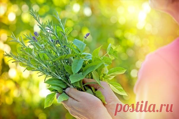 К травам существуют противопоказания

СОХРАНИТЕ ЭТОТ СПИСОК У СЕБЯ НА СТРАНИЧКЕ, ЧТОБЫ ВАШИ ДРУЗЬЯ ТОЖЕ МОГЛИ ОБ ЭТОМ УЗНАТЬ!!!

Я много лет собирал сведения по противопоказаниям к травам. Составил такой список:

Аир болотный – язва, вегетососудистая дистония, беременность, почечная недостаточность, гастрит с повышенной кислотностью.
Арника горная – беременность, проблемы с желудком.
Арония (черноплодная рябина) – язва, тромобофлебит, запоры.
Астрагал шерстистоцветковый - ...