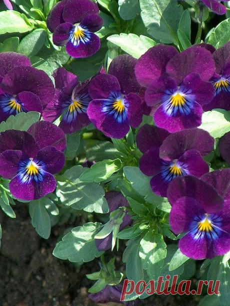 Найдено на сайте flickr.com.