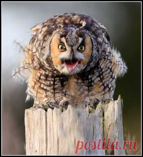 Owl on Pinterest