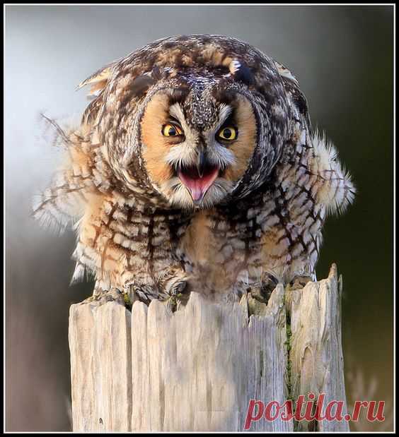 Owl on Pinterest