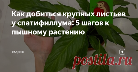 Как добиться крупных листьев у спатифиллума: 5 шагов к пышному растению