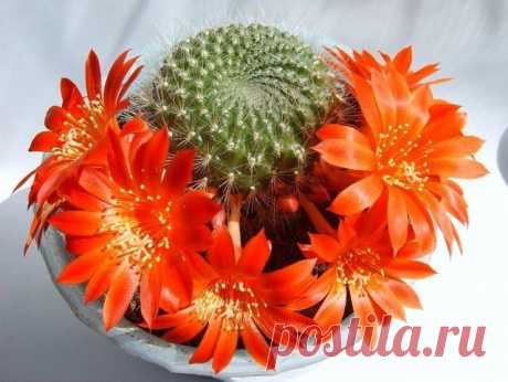 Круговорот добра... | НАШ ГОРОДОК