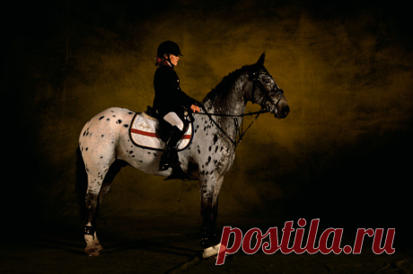 Hunter Horse Ivanhoe Seven Years Old Wembley Show 2001 Great Britain Stock Photo | Getty Images