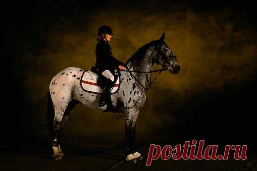 Hunter Horse Ivanhoe Seven Years Old Wembley Show 2001 Great Britain Stock Photo | Getty Images
