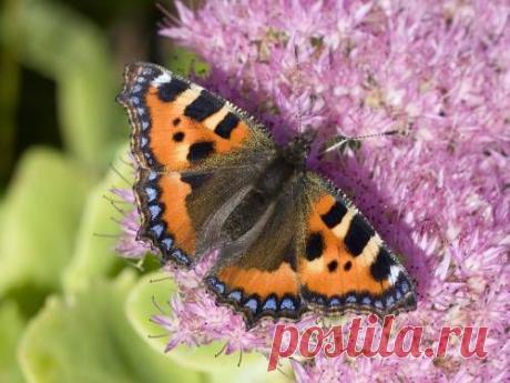 Красивые фото Бабочка на цветке,  красивые обои Бабочка на цветке для рабочего стола