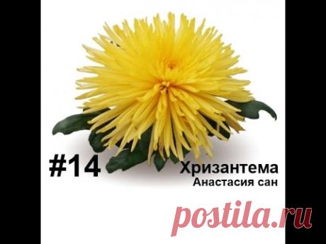 Хризантема (анастасия сан), из фоамирана, Лариса Аптриева, МыловароФФ, Ошибки ручной работы