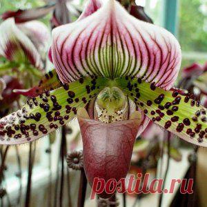 Усадьба | Цветы в доме : Выращиваем орхидею-башмачок