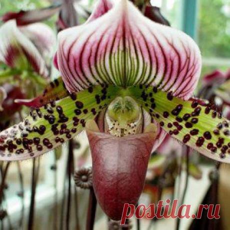 Усадьба | Цветы в доме : Выращиваем орхидею-башмачок