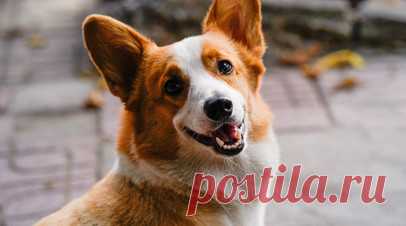 Москвичка отсудила у бывшего мужа корги. Москвичка отсудила у бывшего мужа собаку породы корги, которую он не хотел возвращать после расставания. Читать далее